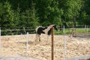 Juni 2011 03.jpg