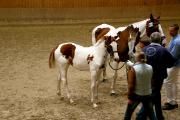 D�nemark 20091018.JPG