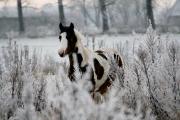 Fohlen 201009.JPG