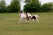 Stutenj�hrlinge 14051107.JPG