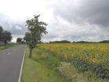 Sonnenblumen 3.jpg