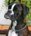 boxer bombe.jpg