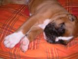 hund.jpg
