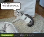 katzen-fotos_026-compiled.jpg
