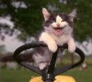 cat23.jpg