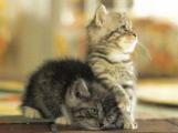 katzenbabys0.jpg
