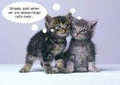 katzenbabys.jpg