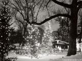 christmas-trees-12wallpaper-800-743889.jpg