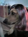 dacota mit schicken haaren kleiner.jpg