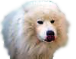 samy-.png