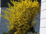 Forsytien.jpg