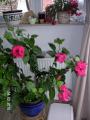 20100324_d15.JPG