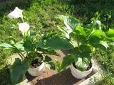 20100522_d114.JPG