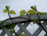 wein-28-04-09.jpg