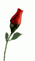 rose3.gif