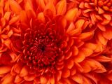 imagepreview