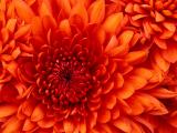 imagepreview