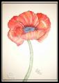 Mohnblume