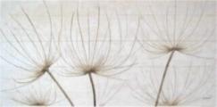 Pusteblumen