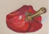 Paprika/MaLu