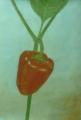 Paprika/Gickel