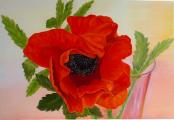 Mohnblume
