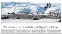 Klein Zicker.png
