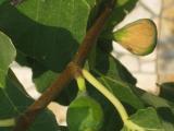 IMG_1797.JPG