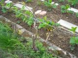 DSCN3247.jpg