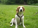 neuebilderunserehunde 041.jpg
