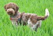Nelly und Ghiro 006.JPG