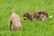 Nelly und Ghiro 014.JPG