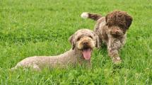 Nelly und Ghiro 033.JPG