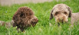 Nelly und Ghiro 048.JPG