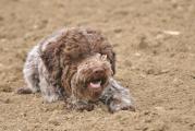 Nelly und Ghiro 055.JPG