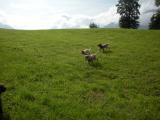 Lagotto Treff 008.JPG