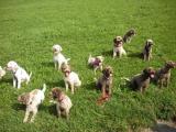 Lagotto Treff 012.JPG