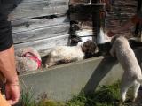 Lagotto Treff 015.JPG