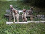 Lagotto Treff 021.JPG