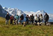 Lagotto Wanderung Grindelwald 032.JPG