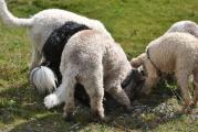 Lagotto Wanderung Grindelwald 034.JPG