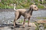 Lagotto Wanderung Grindelwald 040.JPG