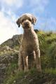 Lagotto Wanderung Grindelwald 045.JPG