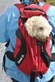 Lagotto Wanderung Grindelwald 051.JPG