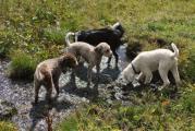 Lagotto Wanderung Grindelwald 053.JPG