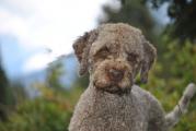 Lagotto Wanderung Grindelwald 069.JPG