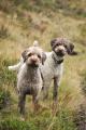 Lagotto Wanderung Grindelwald 072.JPG