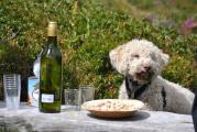 Lagotto Wanderung Grindelwald 081.JPG