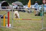 Agility ASMV Allschwil 021.JPG