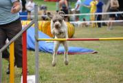 Agility ASMV Allschwil 025.JPG